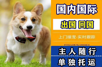 葫芦岛市宠物托运公司葫芦岛市宠物托运公司葫芦岛市宠物托运公司